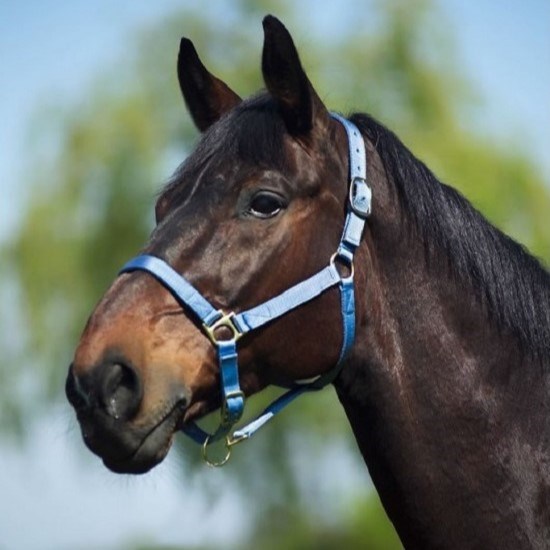 Недоуздок Norton нейлоновый с подкладкой 40074