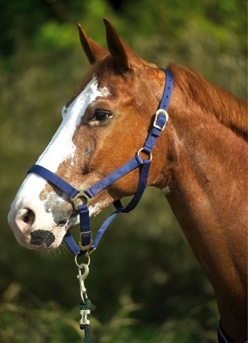 Недоуздок без карабина двойной 40138