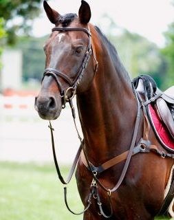 Подперсье Tattini эластичное с мартингалом 23532