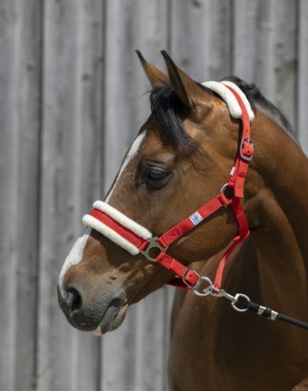 Недоуздок RW с мехом без карабина 40141