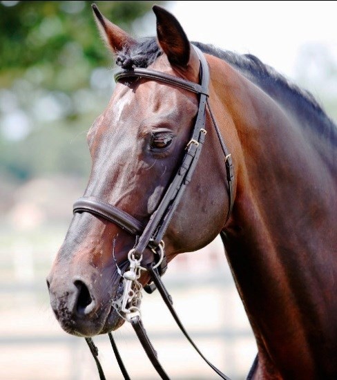 Оголовье Tattini мундштучное  20507