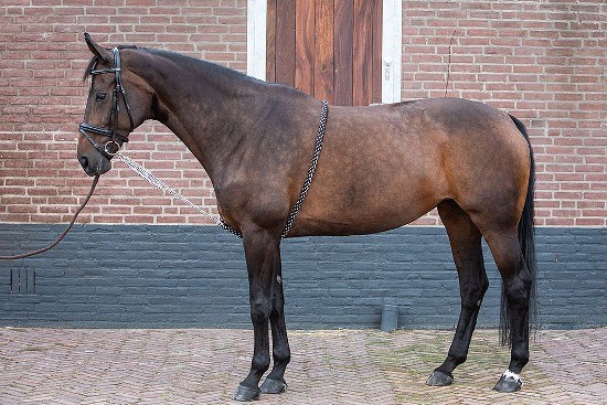 Система (лонжа) для работы на корде Harrys Horse  24140