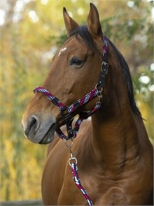 {{photo.Alt || photo.Description || 'Недоуздок Norton Tresse с чумбуром '}}