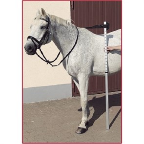 {{photo.Alt || photo.Description || 'Ростомер'}}