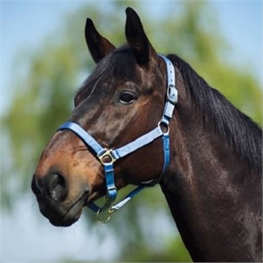 {{photo.Alt || photo.Description || 'Недоуздок Norton нейлоновый с подкладкой'}}