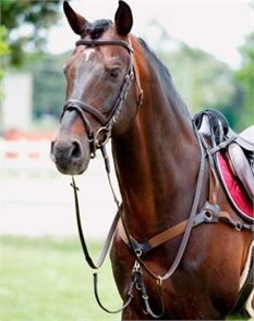 Подперсье Tattini эластичное с мартингалом 23532