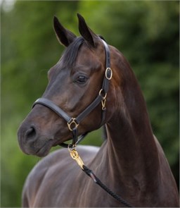 {{photo.Alt || photo.Description || 'Недоуздок кожа Covalliero Eco'}}