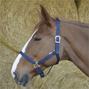 {{photo.Alt || photo.Description || 'Недоуздок без карабина'}}