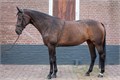 Система (лонжа) для работы на корде Harrys Horse  24140