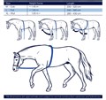 Система (лонжа) для работы на корде Harrys Horse  24140