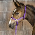 Недоуздок для жеребят Licol 40067